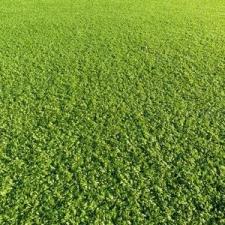 The Value of Lawn Aeration for a Healthy and Beautiful Yard in Mahwah thumbnail