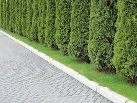 Privacy Trees